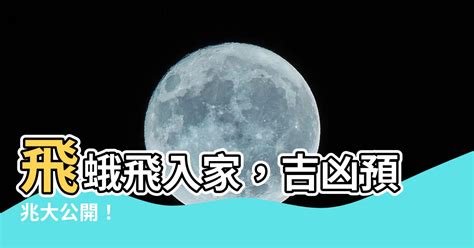 飛蛾飛進家裡|飛蛾入屋暗示啥？